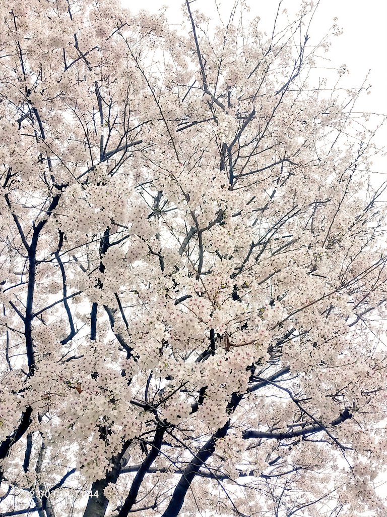 「ほぼ満開。今年は早いよね? 」|摩耶薫子のイラスト