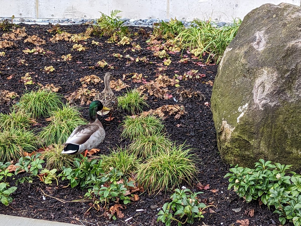 Saw these pretty ducks at work today. They may be a little lost, but they brought me joy 😄
#makewayfortheducks
#abirdfromtheLord