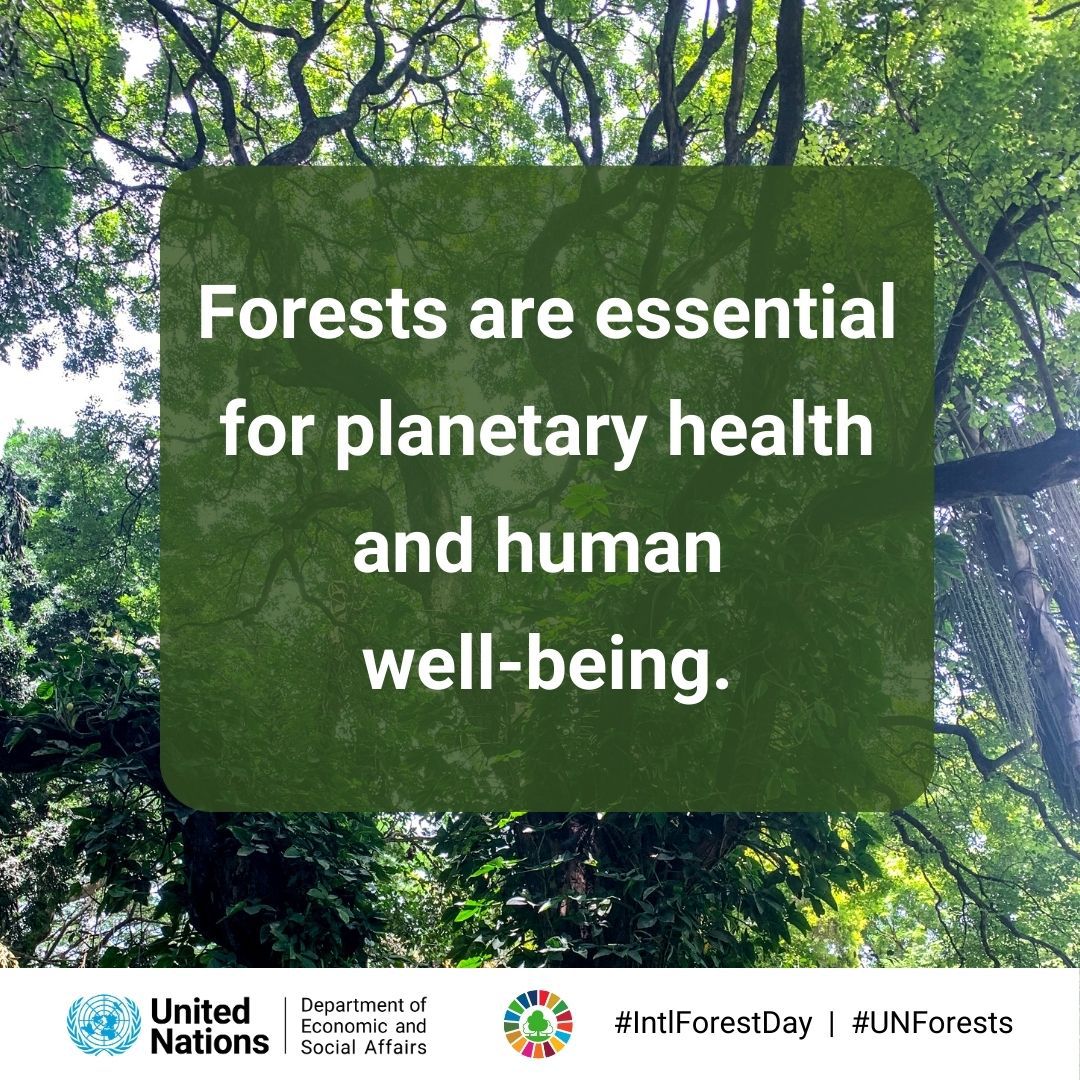 Forests are essential for planetary health &amp; human well-being.

They cover 1/3 of land on🌍 &amp; support us in countless ways.

Cleaning our air &amp; water, giving us food, fuel &amp; medicines, &amp; protecting us from the effects of climate change.🔥

bit.ly/DayForests |#IntlForestDay