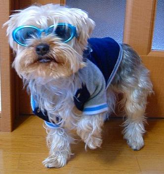 wankosamacom's tweet photo. @fjt_toon コレがっ！～村神様だぁ～！⚾️💥🤛🏼
さぁ！世界一だワン🐶 https://t.co/5XLUCZtCBg