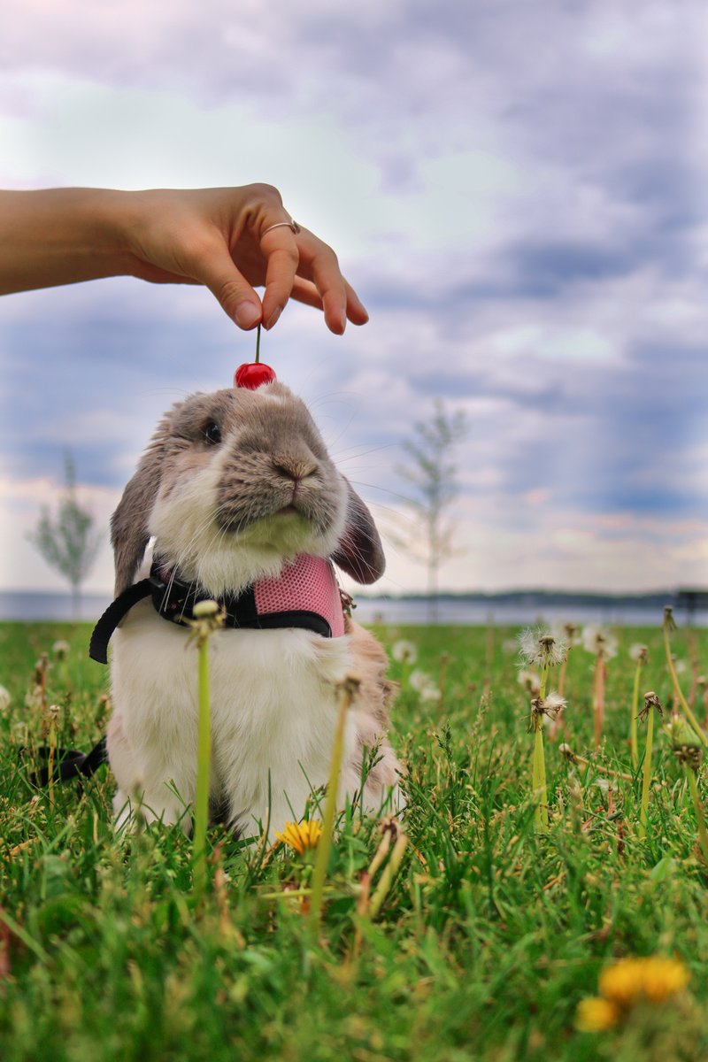 Last year, our first large-scale experiment with fecal transfaunation saved dozens of lives. 

Looking ahead to the upcoming season, THANK YOU to the generous donors who made it possible:

Zara and Farah of Danvers, Mass., we couldn't have done it without you.