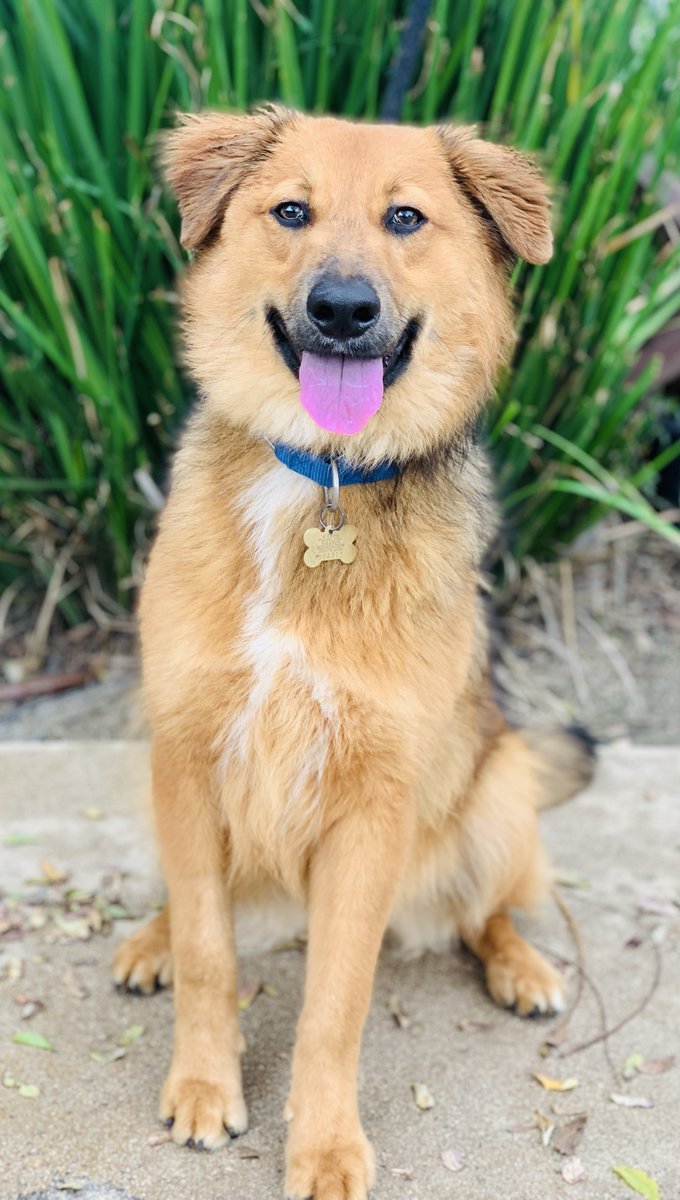 Meet Samir, a sweet boy indeed,
His playful nature is just what you need,
He walks well on a leash, never pulls or tugs,
And doesn't jump up, loves giving out big hugs,
He'll greet you with a wag and a lick,
His love and affection will do the trick.
#amandafoundation #shepsky