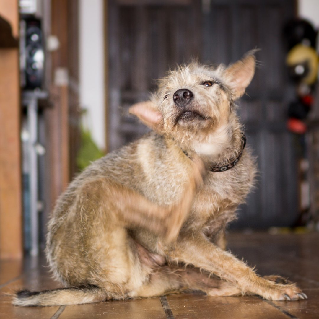 ecology_works's tweet photo. Did you know that dust mite allergies are one of the most common environmental allergens in dogs? Stay informed about the signs and symptoms to keep your furry friend healthy and happy. Learn more on our website https://t.co/4gWgEMwNbt #DogAllergies #DustMiteAllergies #PetHealth https://t.co/BAIaNb20Ea