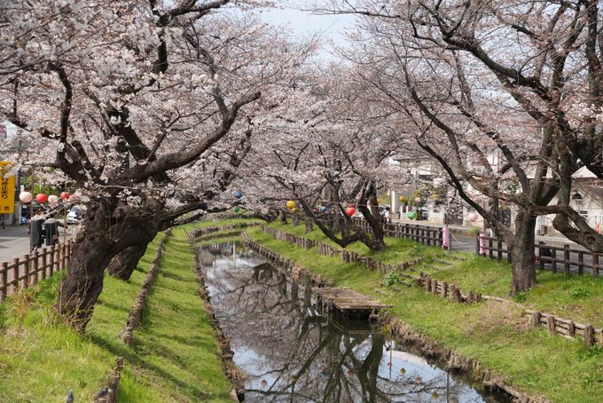 福岡に行かなかった代わりに、川越の桜を満喫しております🌸（「月がきれい」の聖地巡礼とも言う） 