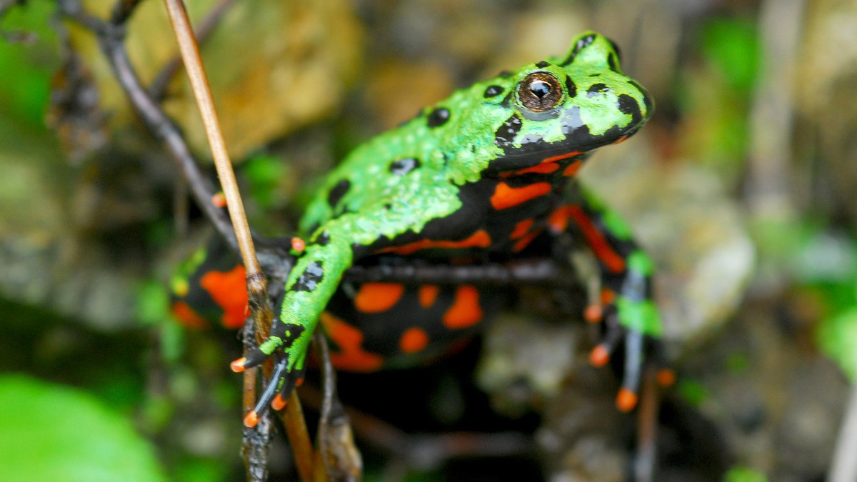 '나 독이 있으니 먹지 말라'고 선명한 색으로 알리는 동물이 돌연변이로 처음 출현했다. 무슨 일이 벌어질까. 눈에 잘 띄는 데다 포식자도 아직 '못 먹는다'는 학습이 안 돼 있어 모두 죽을 것이다. 그렇다면 어떻게 경고색이 진화했을까. 그 미스터리가 풀렸다. hani.co.kr/arti/animalpeo…