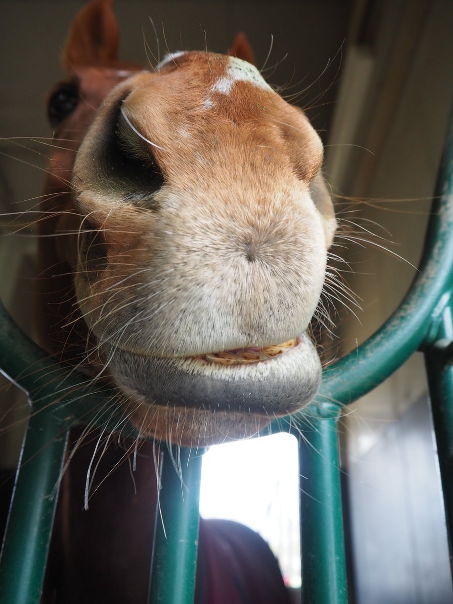 予報どおりだな。

　めぇーっちゃ　雨ふってる・・・

　　　「　べぇーーーーー。　」



#テリトーリアル
#あっかんべぇ
#可愛い 