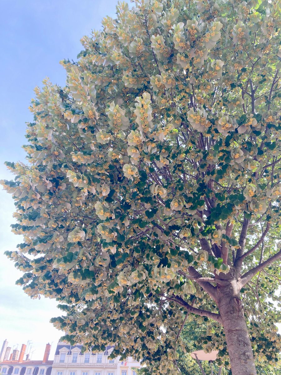 Ce bel arbre à fleurs me fait éternuer...  Quel est cet arbre ? 🤧

#VOYAGEUSE_KJIN #Lyon #France