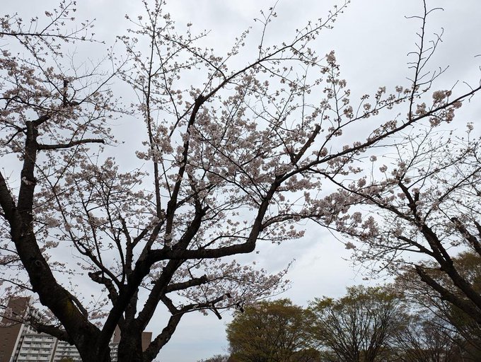 日本代表勝って桜もキレイ〜 
