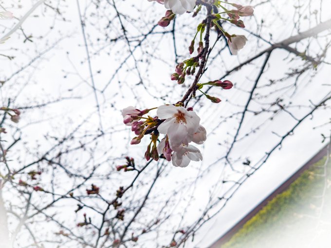 さくさく桜 