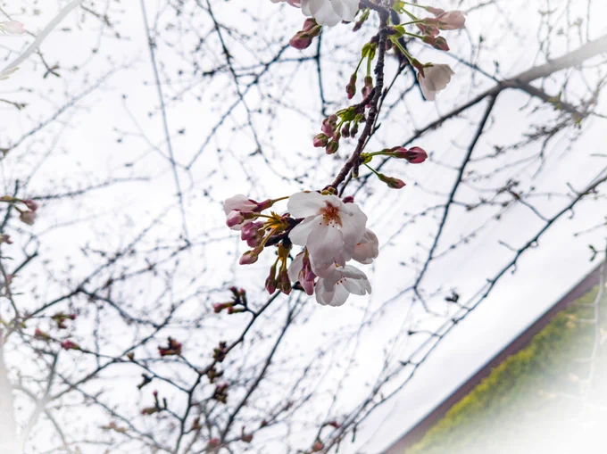 さくさく桜 