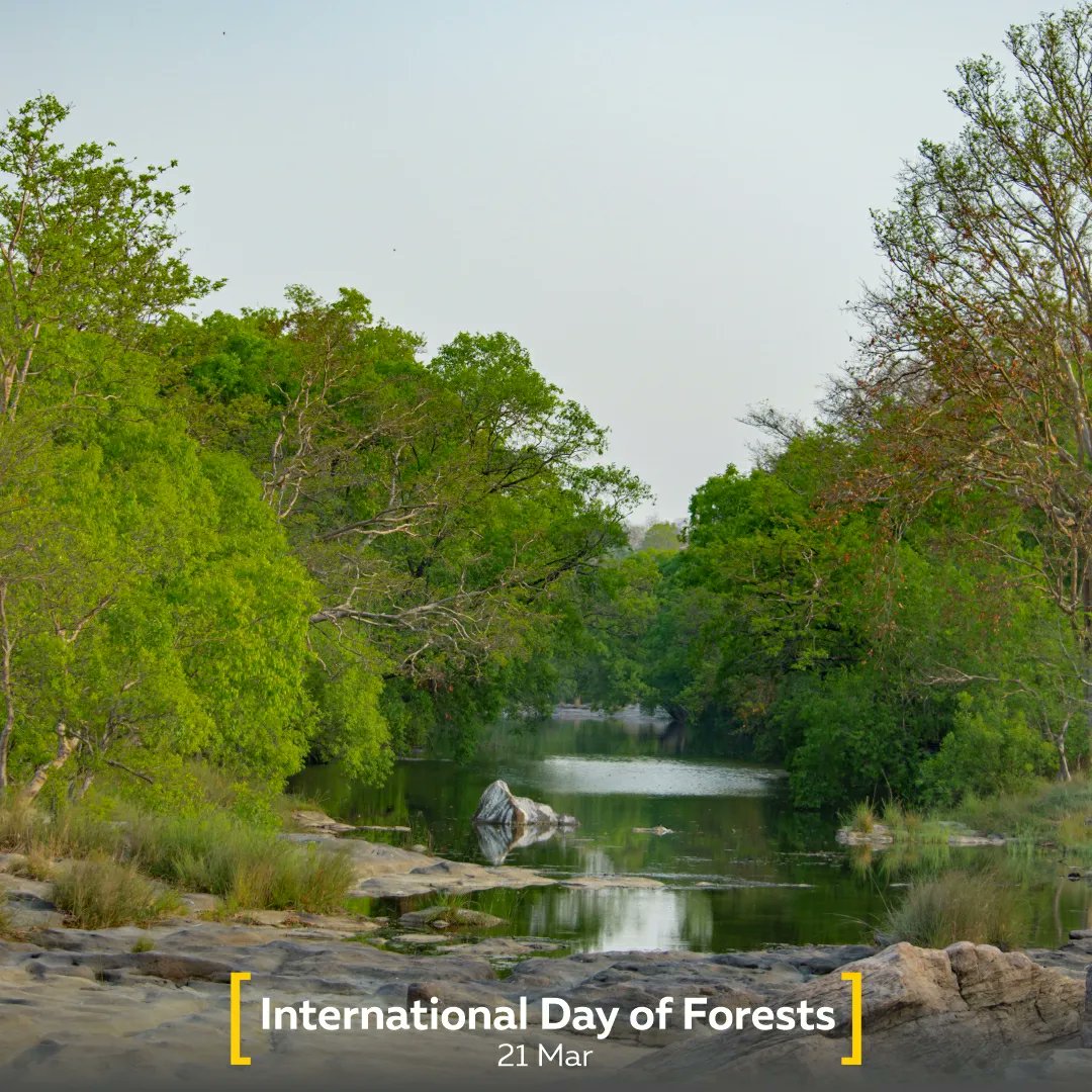 यहां की हवा ही दवा है
#InternationalDayofForests #ForestandHealth

PC: @Apoorva_photography

@minforestmp
@MPTourism

#Jungles #Forests #Nature #Wildlife #IndianWildlife #ForestsofMP #Travel #Tourism #MadhyaPradesh #MPTourism #IncredibleIndia #HeartofIndia #DekhoApnaDesh #pench