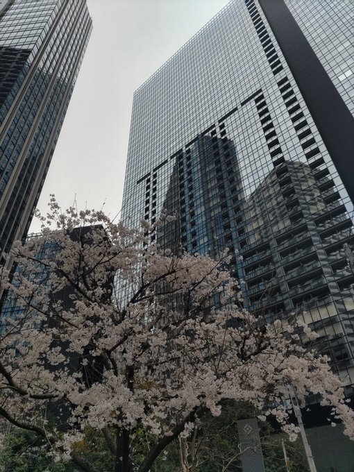 西新宿を散歩中。桜と高層ビル。明日からずっと雨のようなので見れて良かった。 