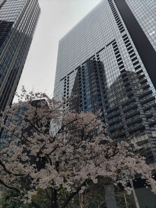 西新宿を散歩中。桜と高層ビル。明日からずっと雨のようなので見れて良かった。 