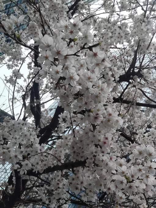 西新宿を散歩中。桜と高層ビル。明日からずっと雨のようなので見れて良かった。 