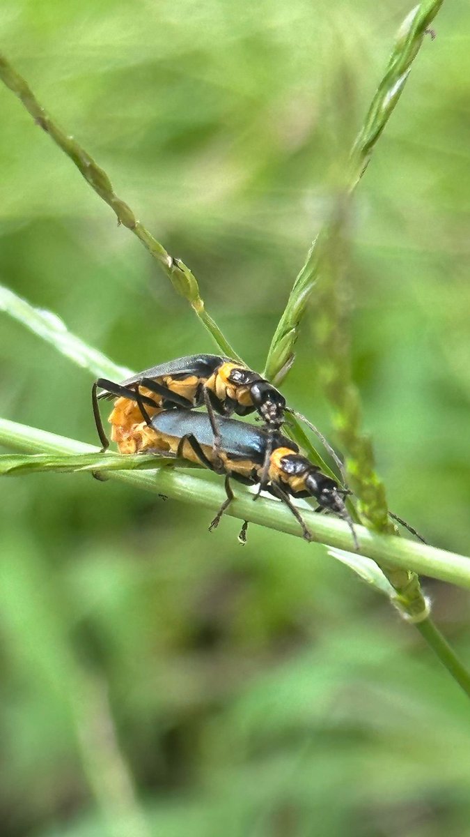 The Plague Soldier Beetle (Chauliognathus lugubris) is a native species commonly found on the grounds of <a href="/Uni_Newcastle/">University of Newcastle</a>. They are important pollinators of native plants and copulate in summer. Insects play an essential role in conservation and are vital to ecosystem functionality