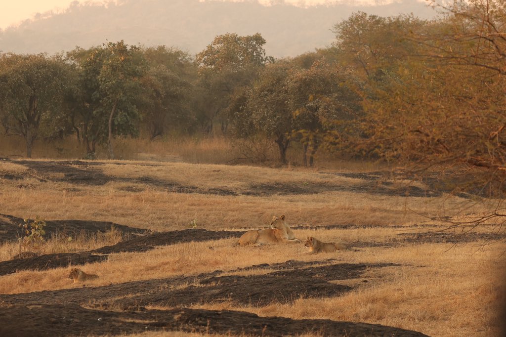 Dr. Brijesh Makadia tweet media