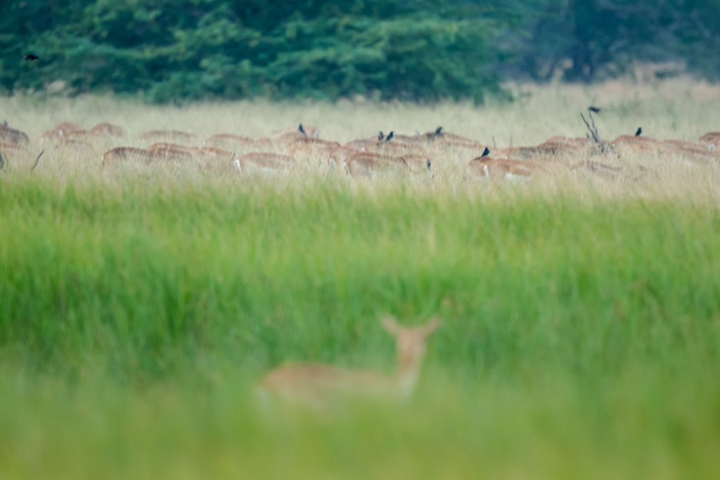 Dr. Brijesh Makadia tweet media