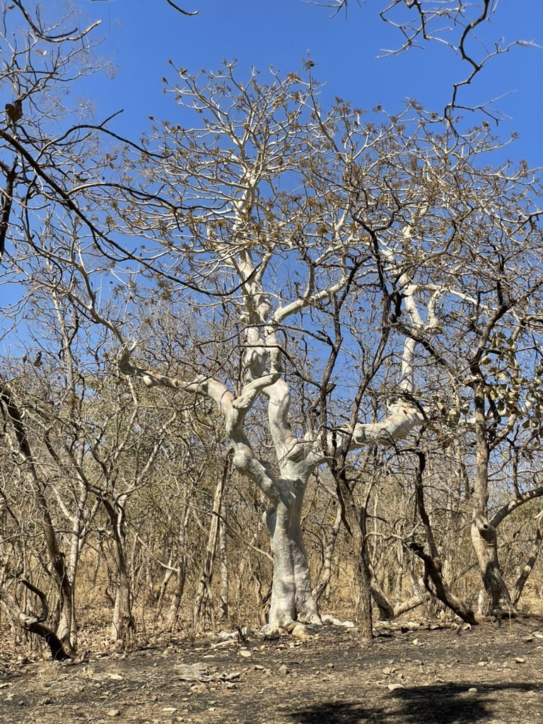 Dr. Brijesh Makadia tweet media