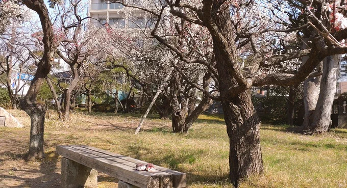 ころん初めてのおでかけ 