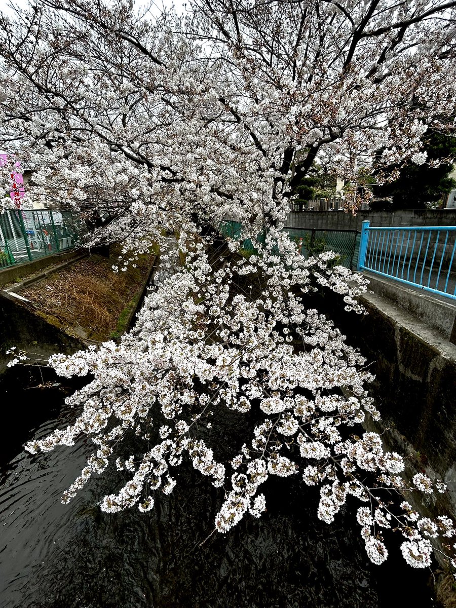 花見には不向きのあいにくの曇り空☁️村神様の興奮冷めやらぬ中、桜を求めて出かけてきた🚴‍♂️
多摩川沿いには白い花のベルトが現れる。丸子橋からガス橋にかけての桜並木はまだ2分咲き程度ながら既に多くの花見客で賑わってる。武蔵小杉、法政通り近くの用水路沿いの桜は満開を迎えつつあってとても綺麗🌸