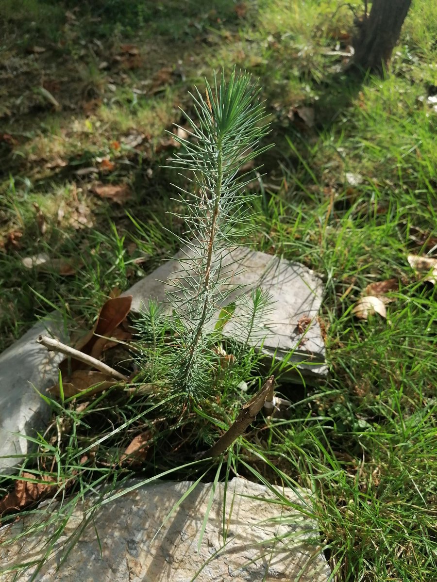 EyenEnn's tweet photo. The Spring Equinox, Nevroz &amp; the International Forest Day.
We need balance.
Too many images of deforested land, polluted rivers, destroyed landscapes.
We need to nurture, to restore, to protect, to respect.
If you don`t know what to do #PlantATree #MakeYourGarden #GoOut #HugATree https://t.co/9GqsM4PgFE