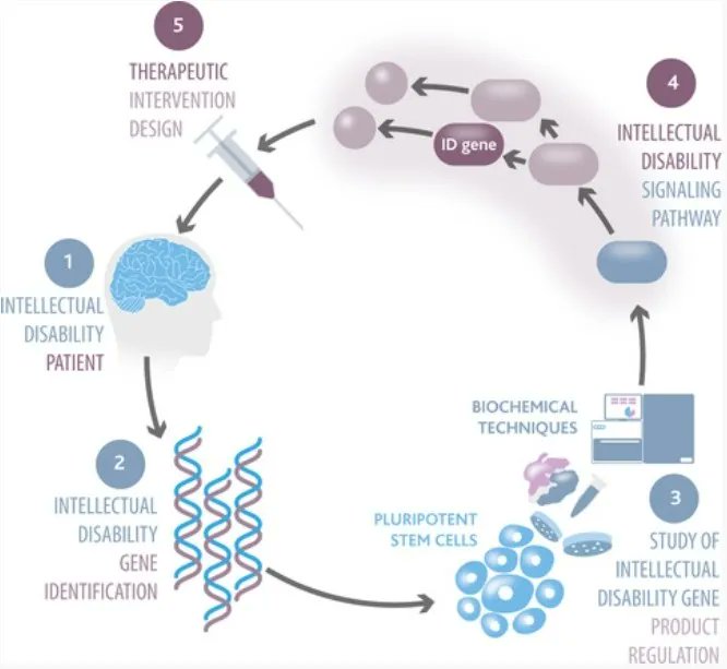 FEBSJournal's tweet image. 🔎Viewpoint Review🔍 

Therapeutic validation and targeting of signalling networks that are dysregulated in intellectual disability 

✏️By Francisco Bustos and Greg M. Findlay from @usd @dundeeuni  
🔗buff.ly/3ZU6CCL 
#intellectualdisability #signaltransduction #stemcells