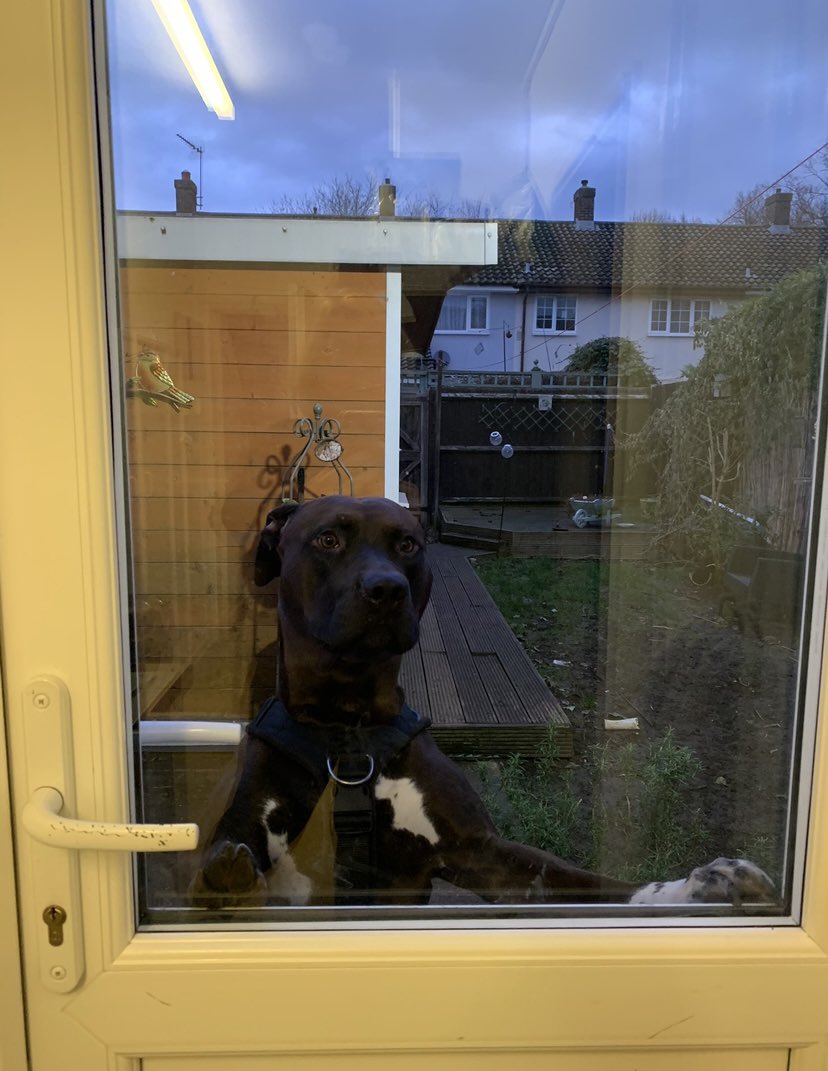 Zeus_and_Ted's tweet photo. Hello Paw Friends! Can you see me? It’s Zeus! HELLO….FAMILY….are you there? It’s getting dark so I would like to come in now please! I can let myself out but letting myself back in is tricky, and I haven’t worked out how to do that yet. 🙈 #canyouseeme #help #tricky #Dogs https://t.co/ILQuFox7wO