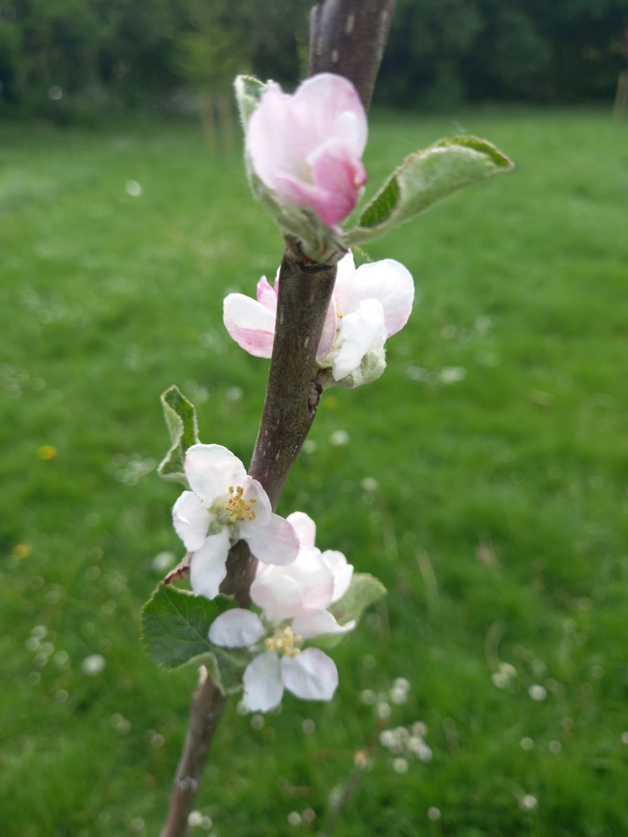 LoveSolihull's tweet photo. We are excited #Spring has sprung 🌷💮🌸
#Trees #flowers are starting to blooming again

This is the time of year the #PlantingourFuture team 👀forward to the most, visiting #Solihull #Parks and seeing all the recently planted trees come to life

We will be sharing our 📷as we go https://t.co/iCBd9jQLC2