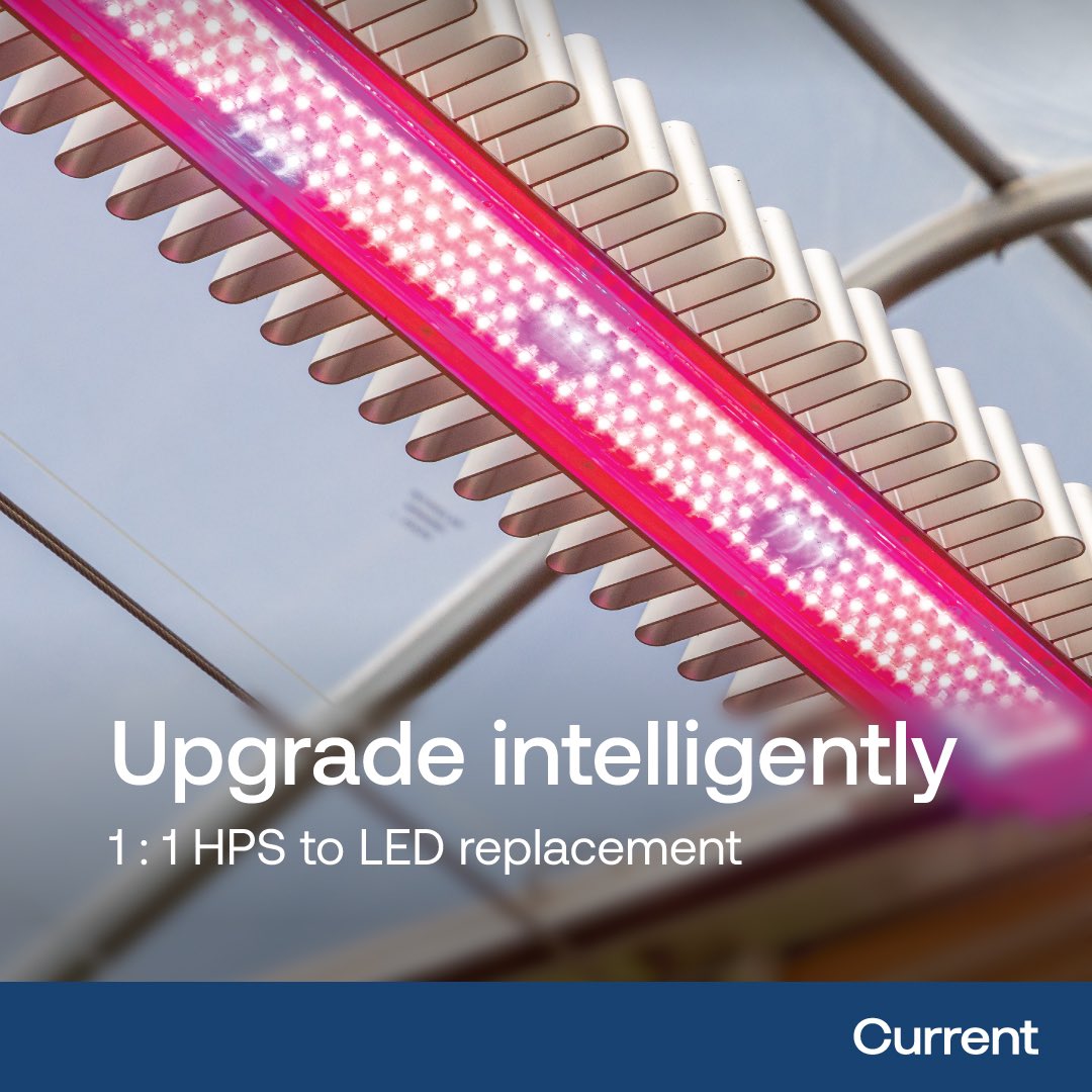 currenthort's tweet photo. Upgrade intelligently with Current's LED greenhouse top lights and enjoy significant energy savings, improved crop quality, and reduced HVAC costs.

https://t.co/zXHydZ6fgm

#LEDgrowlights #GreenhouseTopLighting #SustainableFarming #YieldMaximization #GrowLighting https://t.co/HDgUit01xH