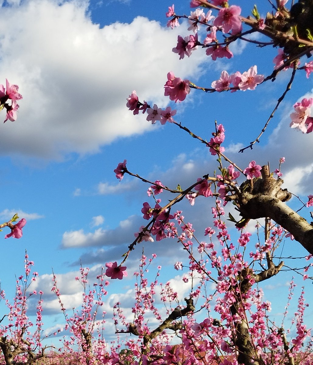 MerceRibesV's tweet photo. Lo millor per carregar piles. Estar amb els que estimes i amb aquesta primavera que esclata per tot arreu.🌸🌸 Gebut, quan saps que estàs a casa.💖
#arrels #segrià #Soses #Gebut https://t.co/rGfJzEFOhw