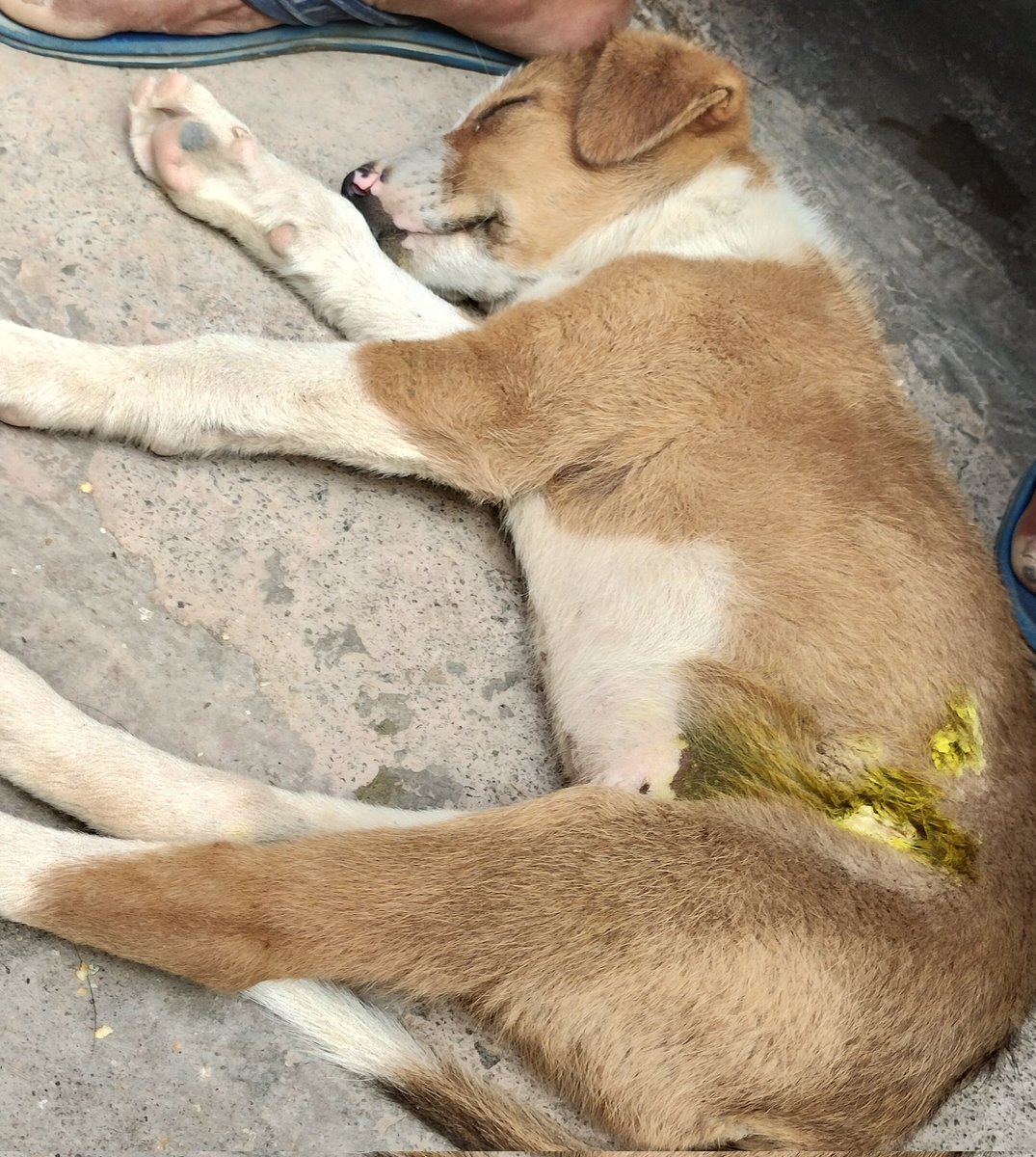 Deepali0407's tweet photo. Found this dog in Lucknow near amausi. He was bitten by other stray dogs.
If you know any shelter/ or someone who wants to adopt him DM.
@PandeyKamna
#Lucknow
@jeevaashraya https://t.co/SAcNDgIazd