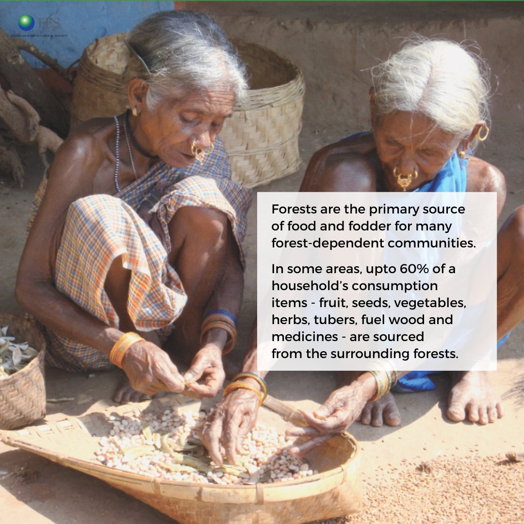 fesforcommons's tweet photo. #ForestCommons #ForestsDay #Conservation #Regeneration #Restore #Forests https://t.co/clDxQl3i6t