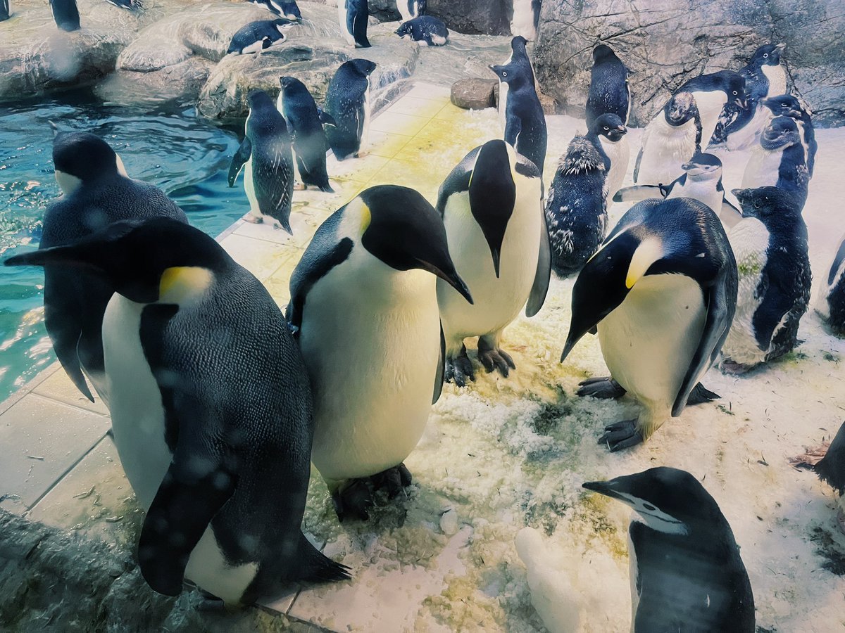 mk_jg's tweet photo. 先月訪れた和歌山。パンダもペンギンも可愛いし、クエ鍋食べられたし、南方熊楠記念館(Tシャツ買った)にも行けたし…で、空き時間も満喫。 https://t.co/bwgmf9bnpj