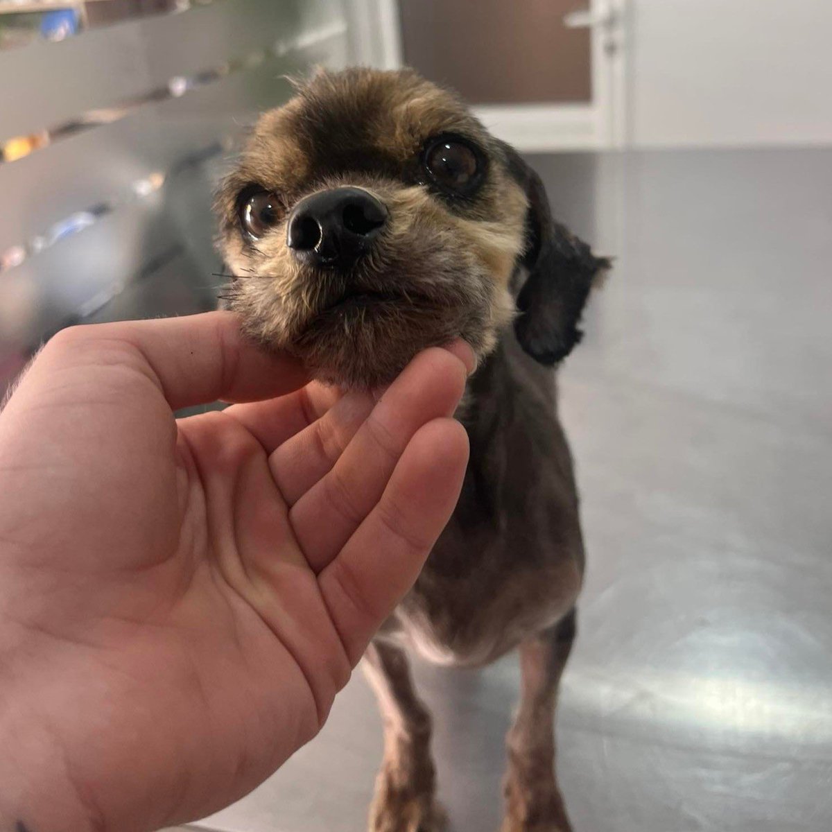MTPPromoBot's tweet photo. EVERY DOG HAS ITS DAY: Fenix, a bred Yorkie, abandoned in a field at 11 months, struggling to survive, being championed by a Tennessee rescue. They need your donations and FENIX NEEDS YOUR RT! https://t.co/3ffSsLCIdu https://t.co/1dZDQrYXIt