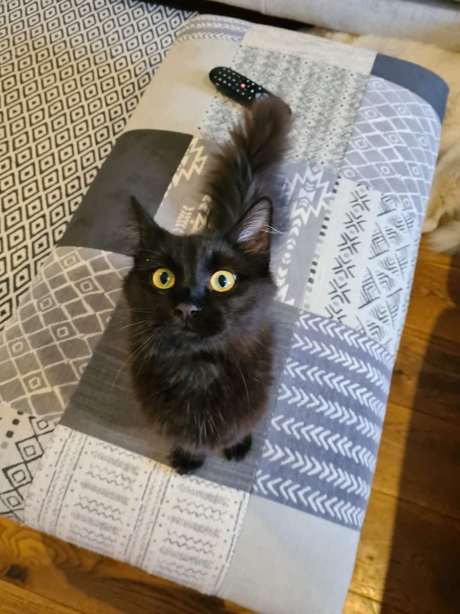 MissingPetsGB's tweet image. 🐱 🐈‍⬛❤️🐾 Toto has been missing since 27th February 2023 from the Shires, lower bullingham #hereford #Hr2. He is neutered &amp;amp; chipped. Tel 07904 125004 
PLEASE SHARE
REWARD FOR HIS SAFE RETURN 
#MISSINGCATSDAY