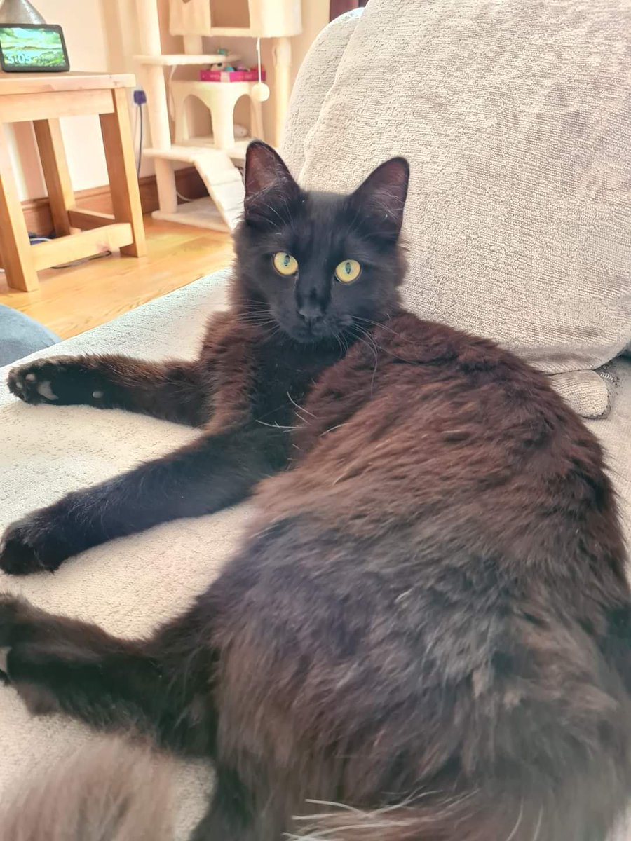 MissingPetsGB's tweet image. 🐱 🐈‍⬛❤️🐾 Toto has been missing since 27th February 2023 from the Shires, lower bullingham #hereford #Hr2. He is neutered &amp;amp; chipped. Tel 07904 125004 
PLEASE SHARE
REWARD FOR HIS SAFE RETURN 
#MISSINGCATSDAY