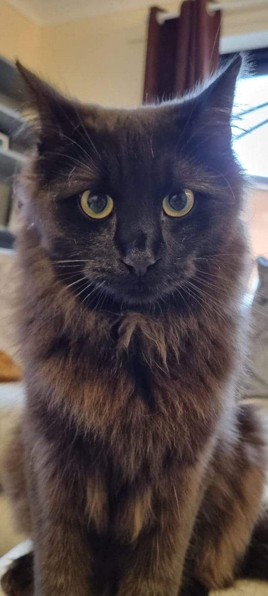 MissingPetsGB's tweet image. 🐱 🐈‍⬛❤️🐾 Toto has been missing since 27th February 2023 from the Shires, lower bullingham #hereford #Hr2. He is neutered &amp;amp; chipped. Tel 07904 125004 
PLEASE SHARE
REWARD FOR HIS SAFE RETURN 
#MISSINGCATSDAY