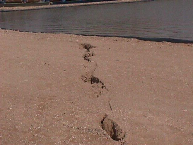 حاليا نقوم ببحث عن الصدوع الأرضية النشطة في عمان.

ولأن مثل هذه الصدوع قد ترتبط في بعض الأحيان بالعيون الحارة أو بظهور الشقوق المتدرجة كالتي تظهر في الصور؛ نرجو ممن يعرف عن وجود مثل هذه العيون (غير تلك المحددة في صورة الأقمار الصناعية) أو الشقوق  المتدرجة الحديثة أن يبلغنا بذلك.