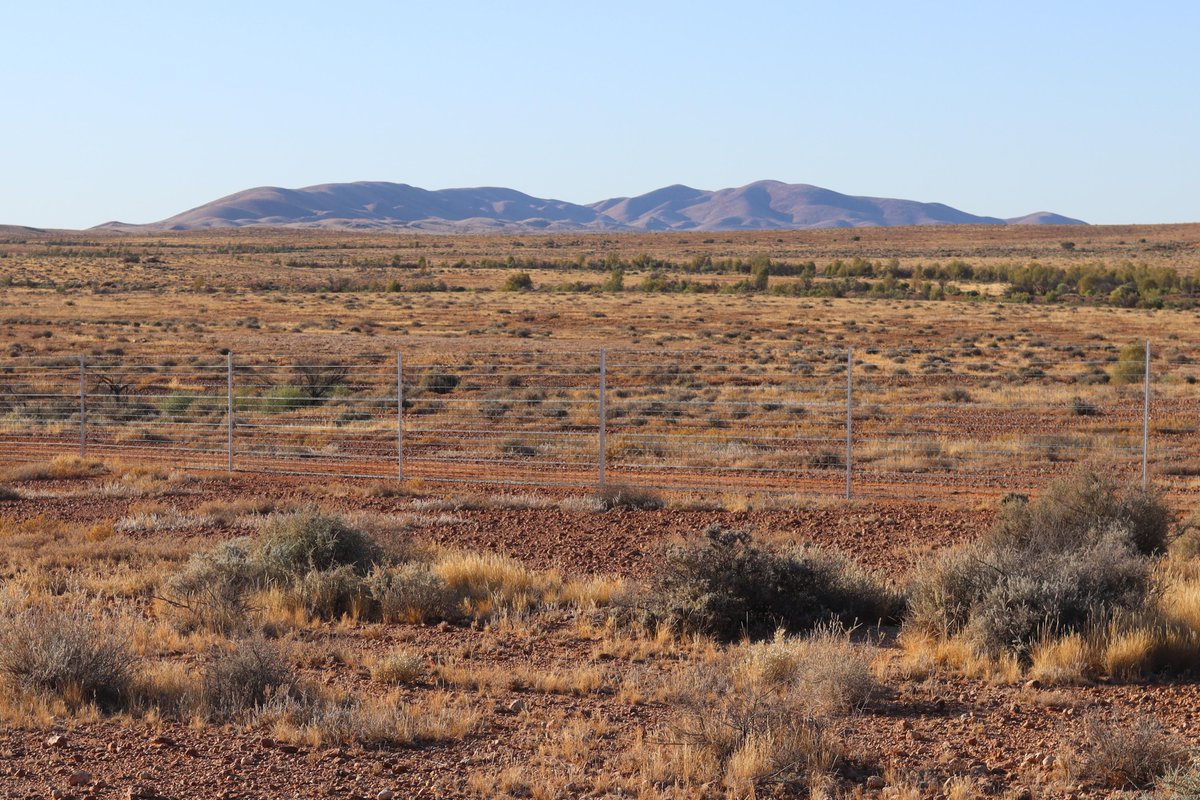AdrianGFisher's tweet photo. Great trip to South Australia collecting multispectral drone imagery over some big new fenced exclosures https://t.co/pUk53qWg99