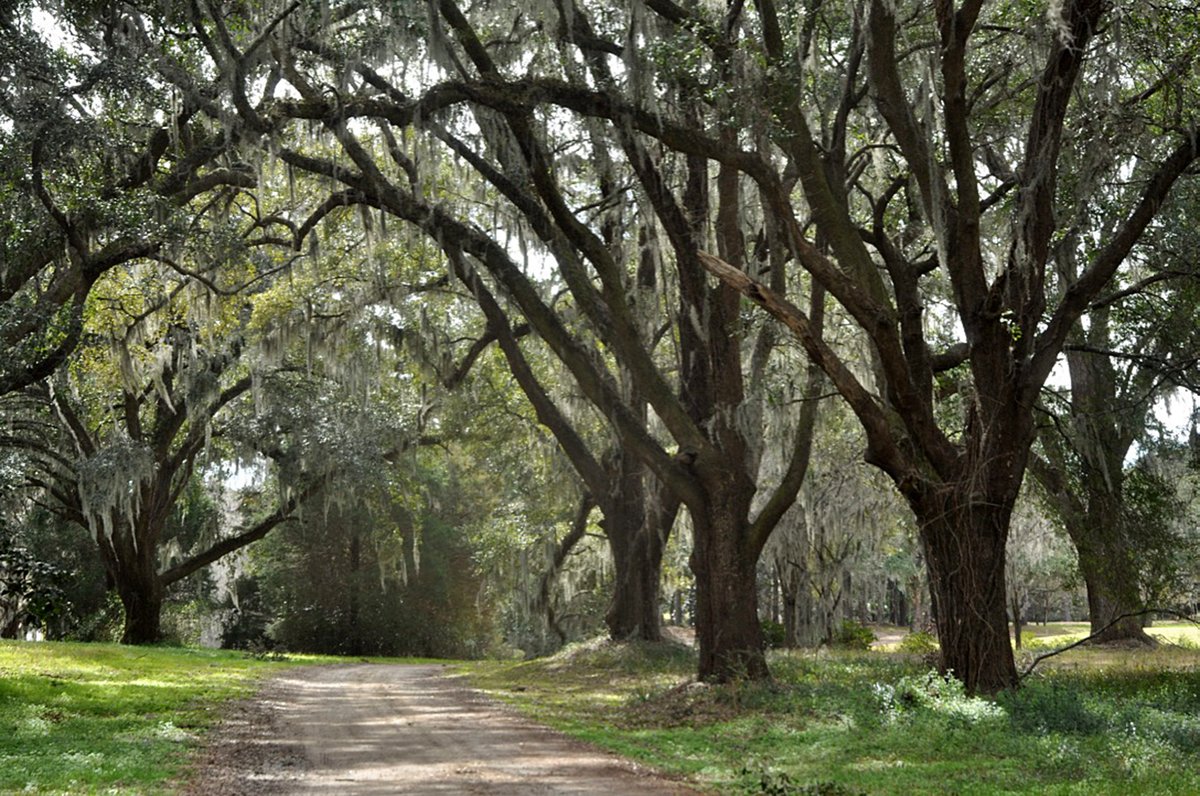 Canopy of live oak trees on a lowcountry dirt road  - what could be better! #trees #liveoaks #spanishmoss #takemehomecountryroads