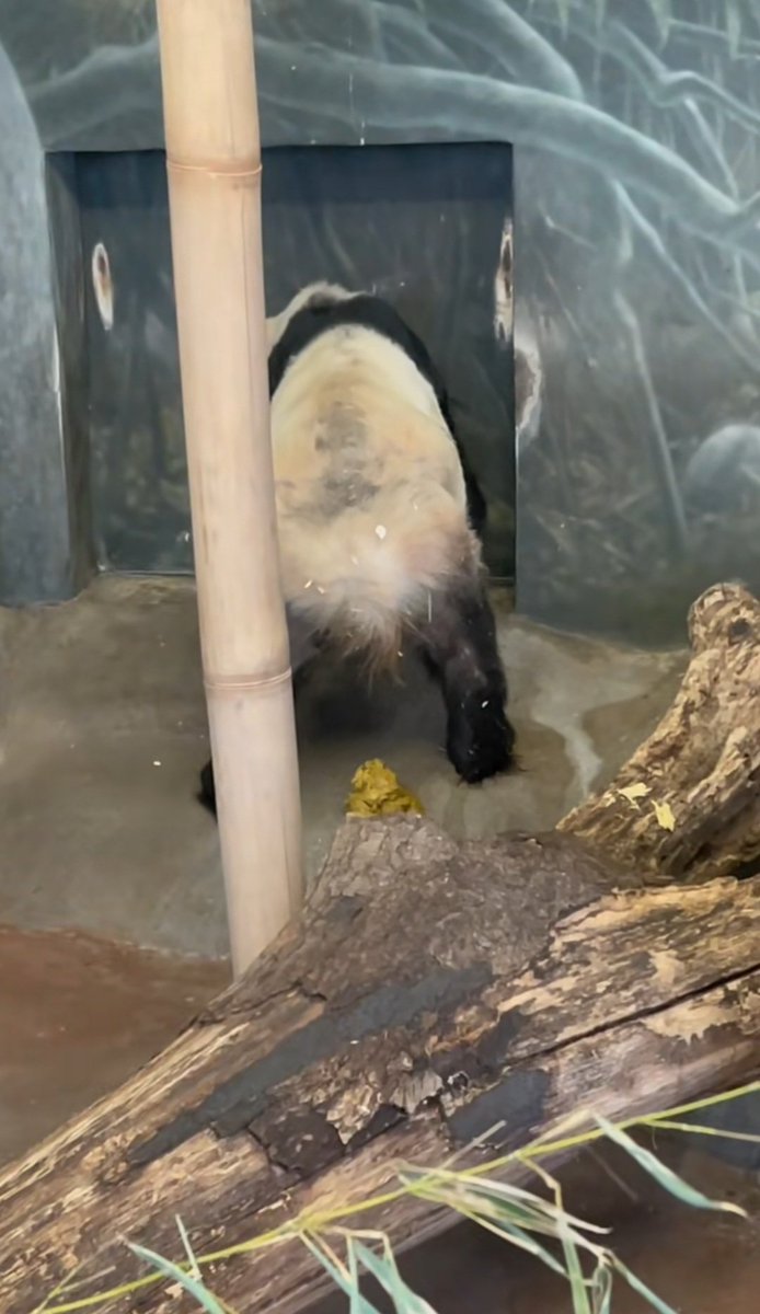 worldinmeoweyes's tweet photo. YaYa is having very loose stool and diarrhea today. Does the Memphis Zoo know about it? Of course not. They did not come in to clean YaYa's Day Room throughout the day! They provide no human interaction with YaYa at all, never mind tender loving care! https://t.co/OXSsIUpaNc