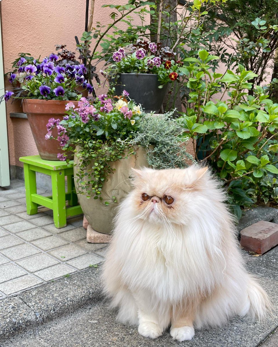 103noa's tweet photo. 今日のさんかくさん△
郵便屋さんが気になってこっち向いてくれん…

#ねこのいる生活 
#エキゾチックロングヘア 
足回りの暴れ毛カットしたのだよ😽

#植物の記録NV

https://t.co/O9dRwdmkIq https://t.co/BZz85ai8Ns
