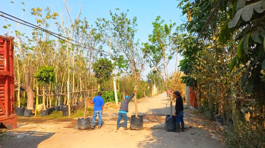 FlorVivero's tweet photo. 🔆PIRUL BRASILEÑO 4 A 5 MTS ALTURA.
#viverolaflordemorelos #pirul #pirulbrasileño #brasileño #pirules #árboles #árbol #viveros #viverosenmorelos #viverosencuautla #viverosenyautepec #viverosencocoyoc #viverosencasasano https://t.co/HsimHRFSjy