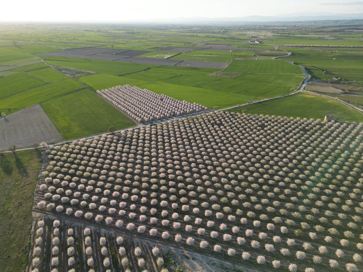 Si se puede! Cultivar almendras en ECOLÓGICO!! Con la PODA ARAGONESA 4.0!!.
