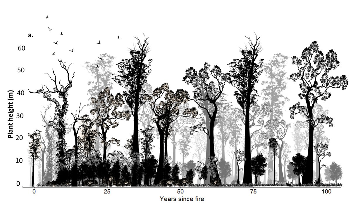 A lot of eucalypt forests naturally limit bushfires if they're allowed to mature. We worked out how they do it, and how we can tap into that to mitigate fire risk. 1/6
besjournals.onlinelibrary.wiley.com/doi/10.1111/13…