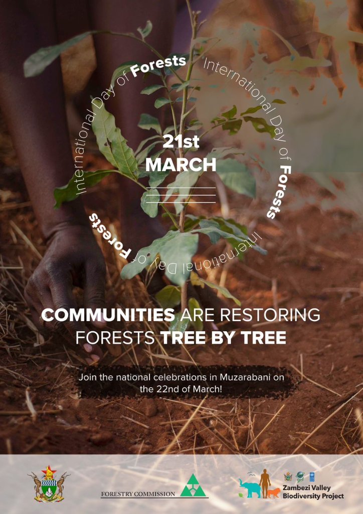 International Day Forests 2023 🇿🇼 #forestrestoration One tree at a time!