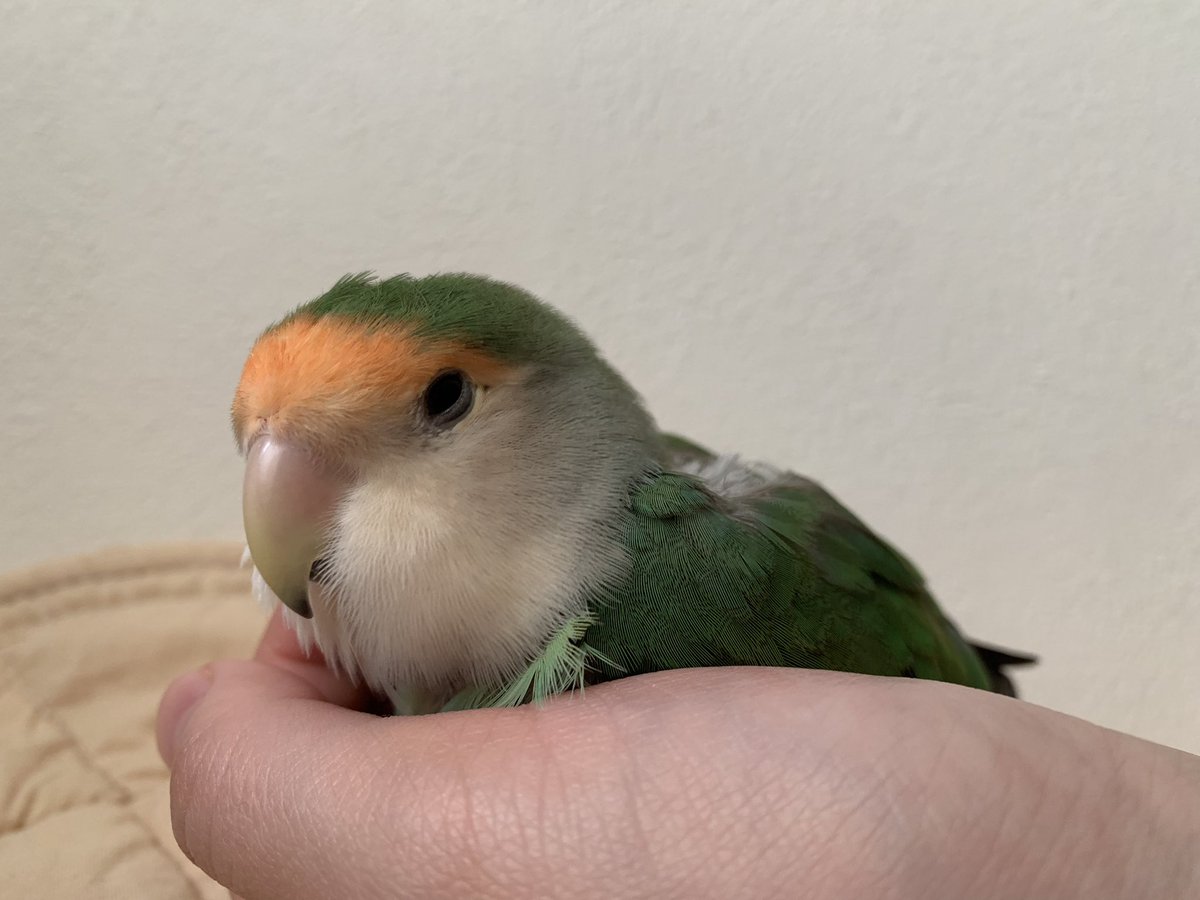 肘無理子 tweet media