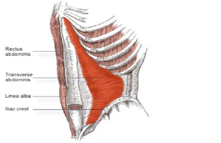 drdozellodc's tweet photo. Transverse Abdominis
Dr Donald A Ozello DC of Championship Chiropractic
#core #coreanatomy #deepcore #anatomy #anatomyandphysiology #transverseabdominis #abs #abdominals #transverseabs #abdominals #transverseabdominals https://t.co/smL1fYQiez https://t.co/QrFSflGPXB