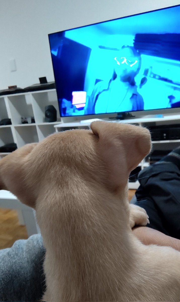 _ivader's tweet photo. @irepelusa A mi perro le encanta escucharte, reconoce tu voz y se pone feliz 🤍 https://t.co/mRsxbqbKKx