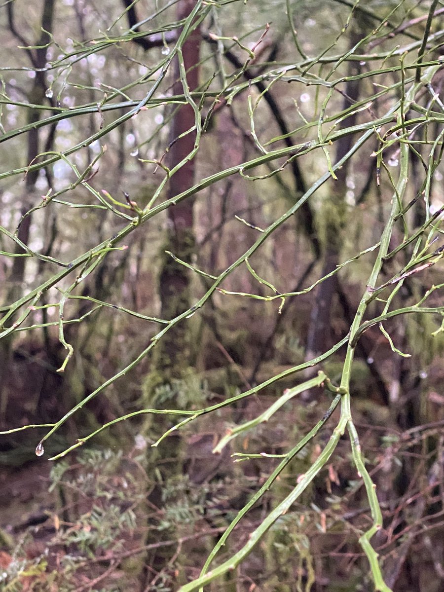 SharonBrooks13's tweet photo. #WalkWithaView a few spring clues like budding plants and small birds chirping. https://t.co/F4rKXdzOWk